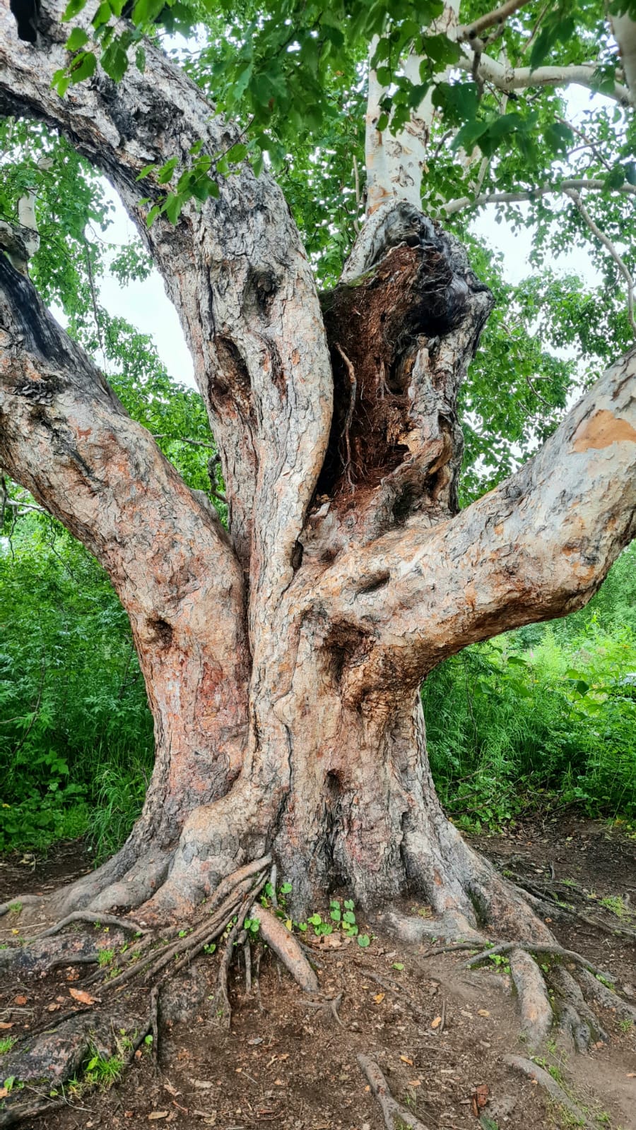 Толмачева озеро